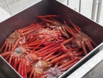 오션프렌즈 국산 후포항 속초 직매입 활/찜 홍게 1kg 특A급 프리미엄 활 홍게 후포항 수율보장 볶음밥 추가 가능