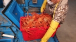오션프렌즈 국산 후포항 속초 직매입 활/찜 홍게 1kg 특A급 프리미엄 활 홍게 후포항 수율보장 볶음밥 추가 가능