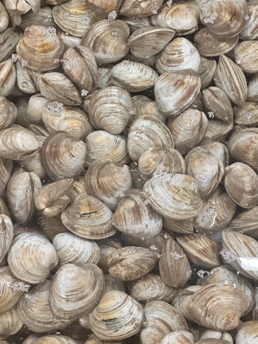 오션프렌즈 살아있는 백생합 가성비 1kg 산지직송 프레시팩 산소포장 조개구이 조개찜 캠핑조개세트 추천