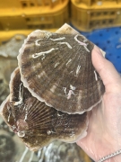 오션프렌즈 살아있는 대왕 참 가리비 가성비 1kg 산지직송 프레시팩 산소포장 조개구이 조개찜 사업자 b2b 추천 사업자용