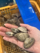 오션프렌즈 살아있는 바지락 가성비 1kg 산지직송 프레시팩 산소포장 조개구이 조개찜 사업자 b2b 추천 사업자용