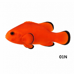 네이키드 크라운-3.5cm-01N-양식-인도네시아