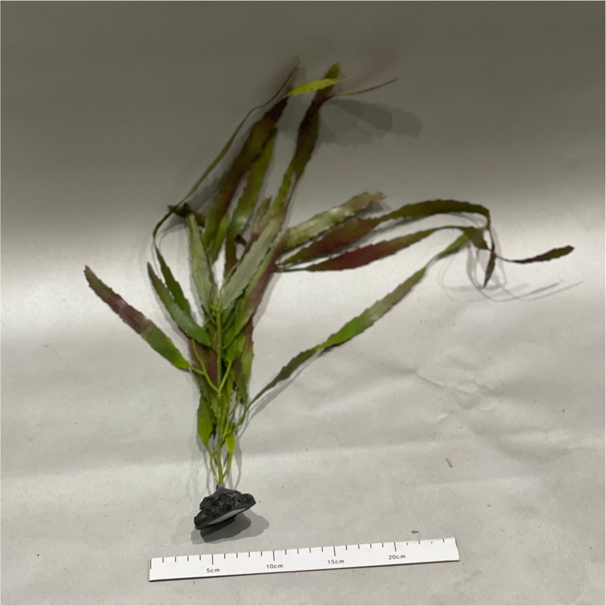 해조류-60cm 1M (KP011-1)-인조켈프-원아쿠아