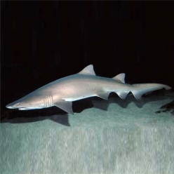 샌드타이거 상어-160~210cm-Sand tiger shark (Carcharias taurus)