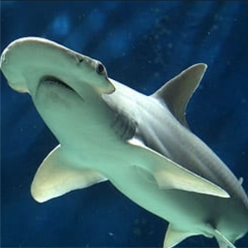 헤머헤드 상어-Hammer head shark (Sphyma lewini)