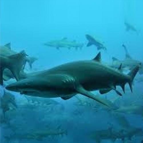 너스 샤크-Nurse shark (Nebrius ferigenus)