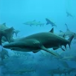 너스 샤크-Nurse shark (Nebrius ferigenus)