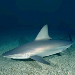 샌드바 상어-Sandbar sharks (Carcharias plumbeus)