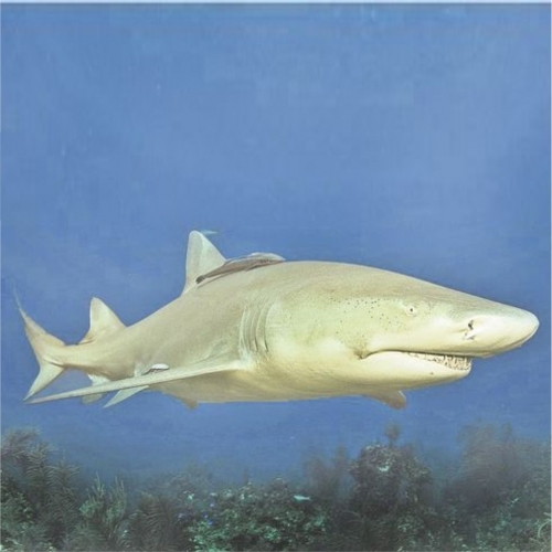 레몬샤크-Lemon sharks (Carcharias taurus)