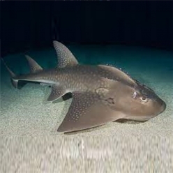 목탁수구리-Bowmouth guitarfish (Rhina ancylostoma)