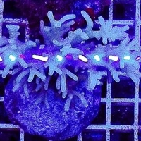 아크로포라_045