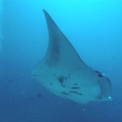 쥐가오리-Manta ray *CITES* (Mobula diabolus)