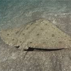 나비가오리-Butterfly rays (Gymnura micrura)