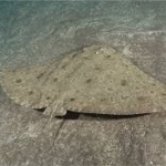 나비가오리-Butterfly rays (Gymnura micrura)
