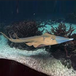 쇼블노즈 레이-Giant Shovelnose Ray  (Glaucostegus typus)