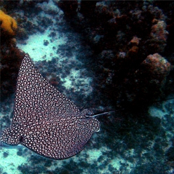 얼룩매 가오리-Spotted eagle ray  (Aetobatus narinari)