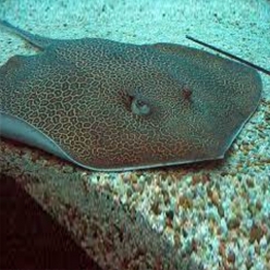 허니컴보 가오리-Honeycomb ray  (Himantura undulata)