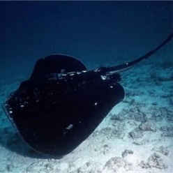 흑가오리-Pitted stingray  (Dasyatis matsubarai)