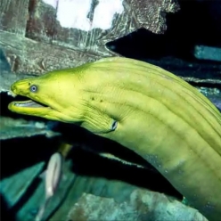 그린 모레이일-Green moray eel  (Gymnothorax funebris)