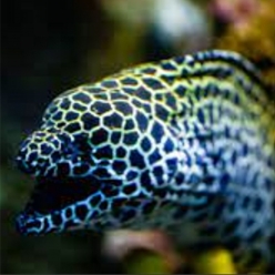 허니컴보 모레이일-Honeycomb moray Eel  (Gymnothorax favagineus)