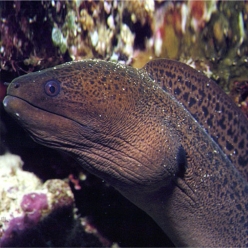 자이언트 모레이일-giant moray eel   (Gymnothorax avanicus)