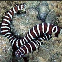 제브라 모레이일-Zebra Eel   (Echidna zebra)