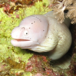 화이트 아이 모레이일-White eye moray   (Siderea grisea)