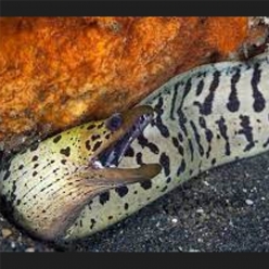 다크 스폿티드 모레이일-Dark spotted moray   (Gymnothorax fimbriatus)