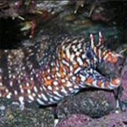 드레곤 모레이일-Dragon moray eel  (Muraena pardalis)