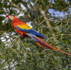 Ara macao/Scarlet Macaw