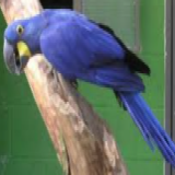 Anodorhynchus hyacinthinus/Hyacinth Macaw
