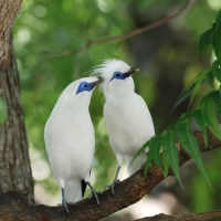 Leucopsar rothschildi/Bali myna