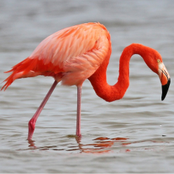 Phoenicopterus ruber ruber/American Flaminggo