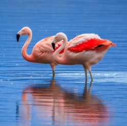 Phoenicopterus chilensis/Chilean flamingo