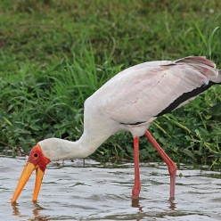 Mycteria &iacute;bis/Yellow billed stock