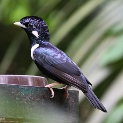 Basilornis swalesi/Sulawesi myna