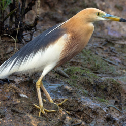 Ardeola speciosa/Javan pond heron