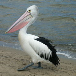 Pelecanus cospicilatus/Australian pelican