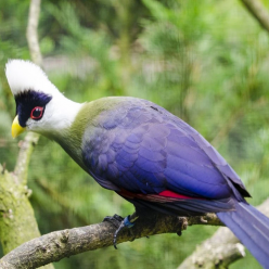 Tauraco leucolophus/White crested turaco