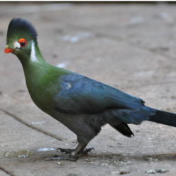 Tauraco leucotis/White cheeked turaco