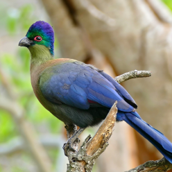 Tauraco porphyreolophus/Purple-crested turaco