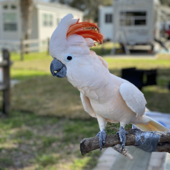 Cacatua molucensis/Salmon-crested cokatoo