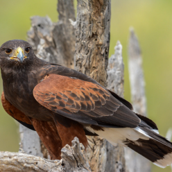 Parabuteo unicictus/Harrys hawk