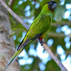 Aratinga nenday/Nandy parakeet