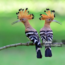 Upupa epops/Hoopoe