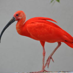 Eudocimus ruber/Scalet ibis