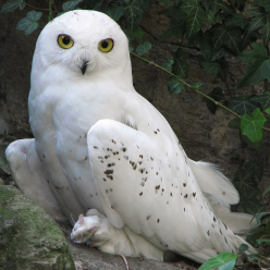 Nyctea scandiaca/Snowy owl
