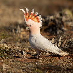 Cacatua leadbeateri/Pink cacktoo