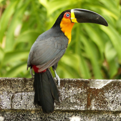 Ramphastos Ariel/Channel-billed toucan