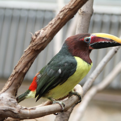 Pteroglossus viridis/Green aracari